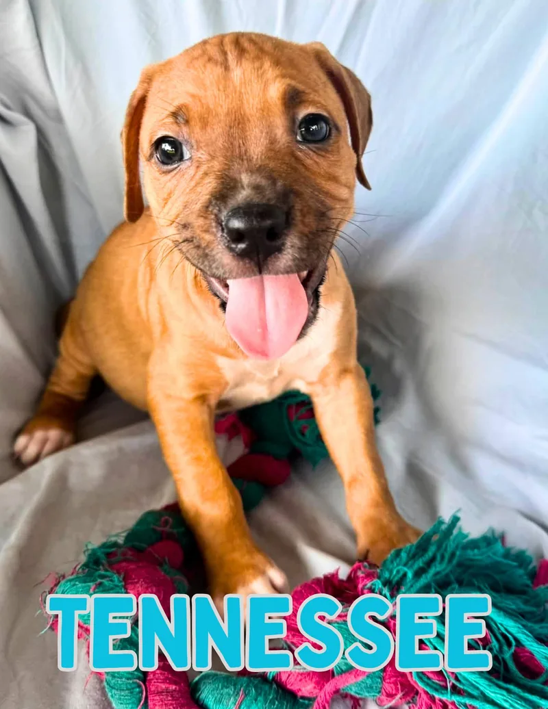 Tennessee