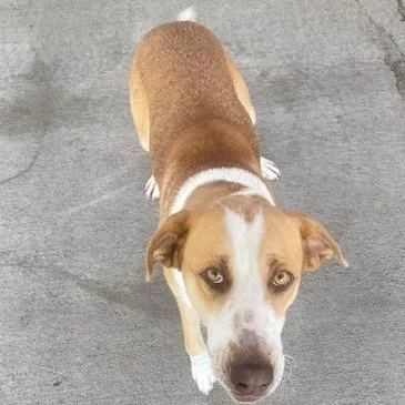 An adult medium-sized female Yellow / Tan / Blond / Fawn Mixed Breed dog named Lark for adoption in Emporia, KS