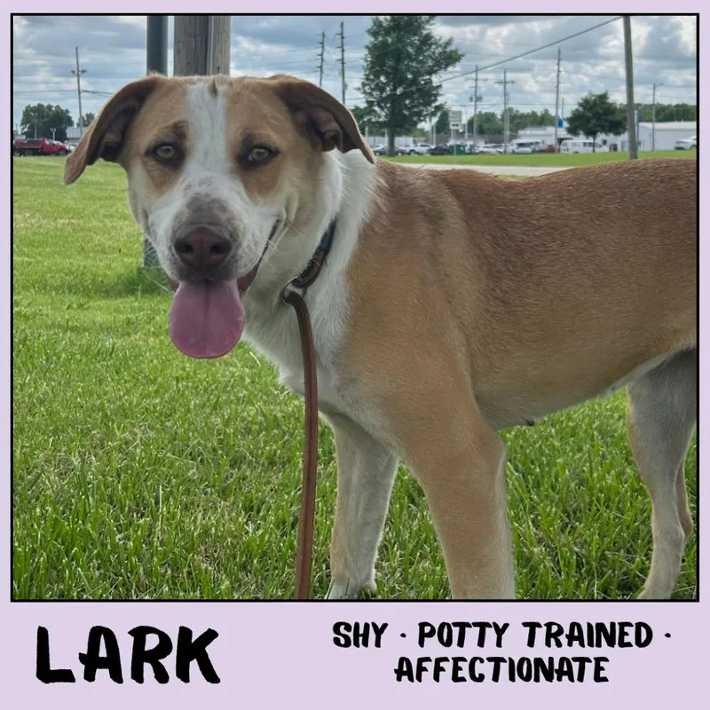 Lark thumbnail 3