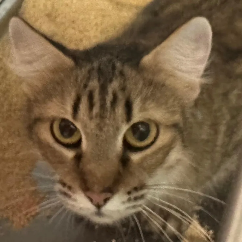 An adult medium-sized female Brown / Chocolate Domestic Medium Hair cat named Emily for adoption in Lakewood, CO