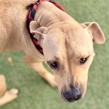 Benedict Cumberbark thumbnail 2