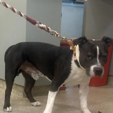 An adult medium-sized male Black Mixed Breed dog named Huckleberry for adoption in Jacksonville, FL