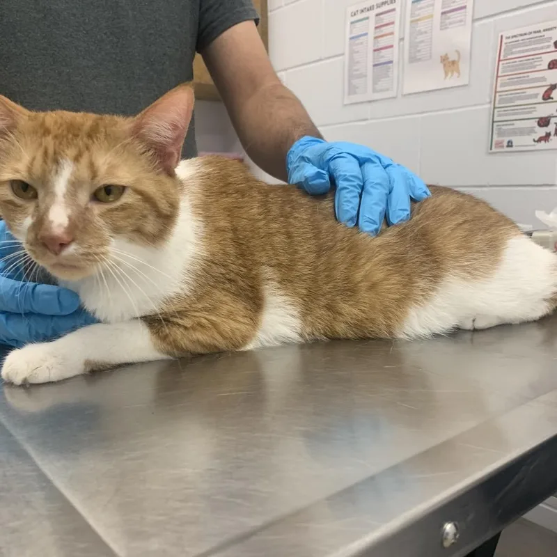 An adult large-sized male Orange / Red Domestic Short Hair cat named Enzo for adoption in West Palm Beach, FL