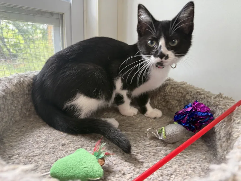 A baby small-sized female Black & White / Tuxedo Domestic Short Hair cat named Frieda for adoption in Ashland, OH