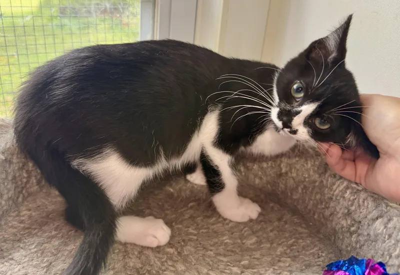 Frieda thumbnail 2