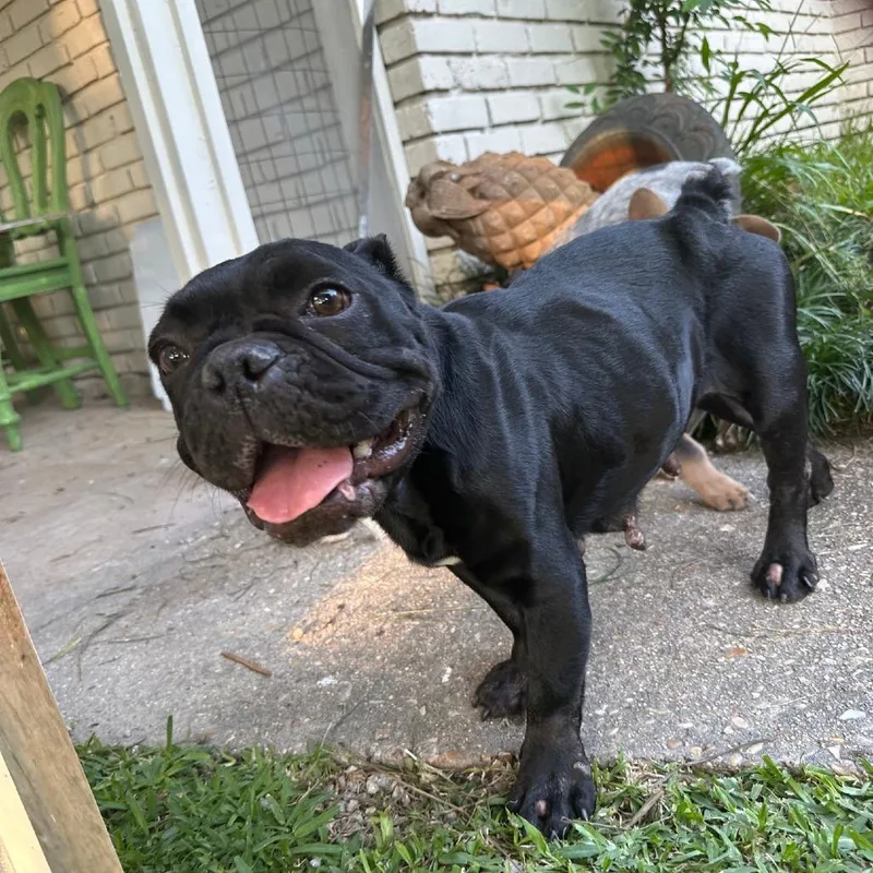 Tallulah