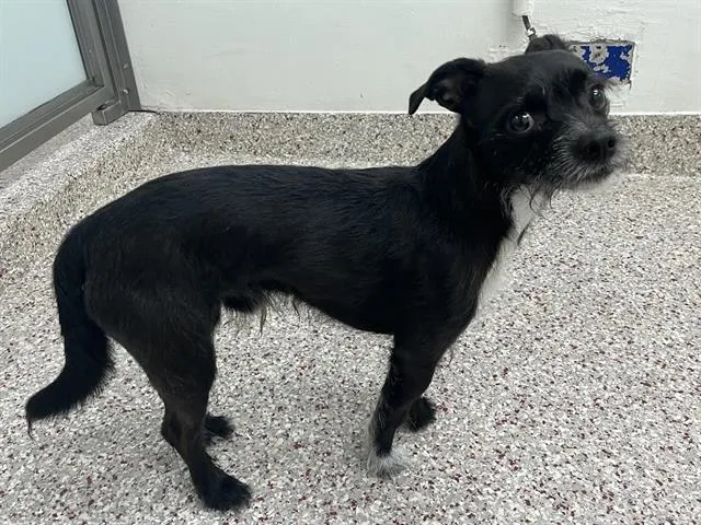 A young small-sized male Terrier dog named Fletcher for adoption in Tucson, AZ