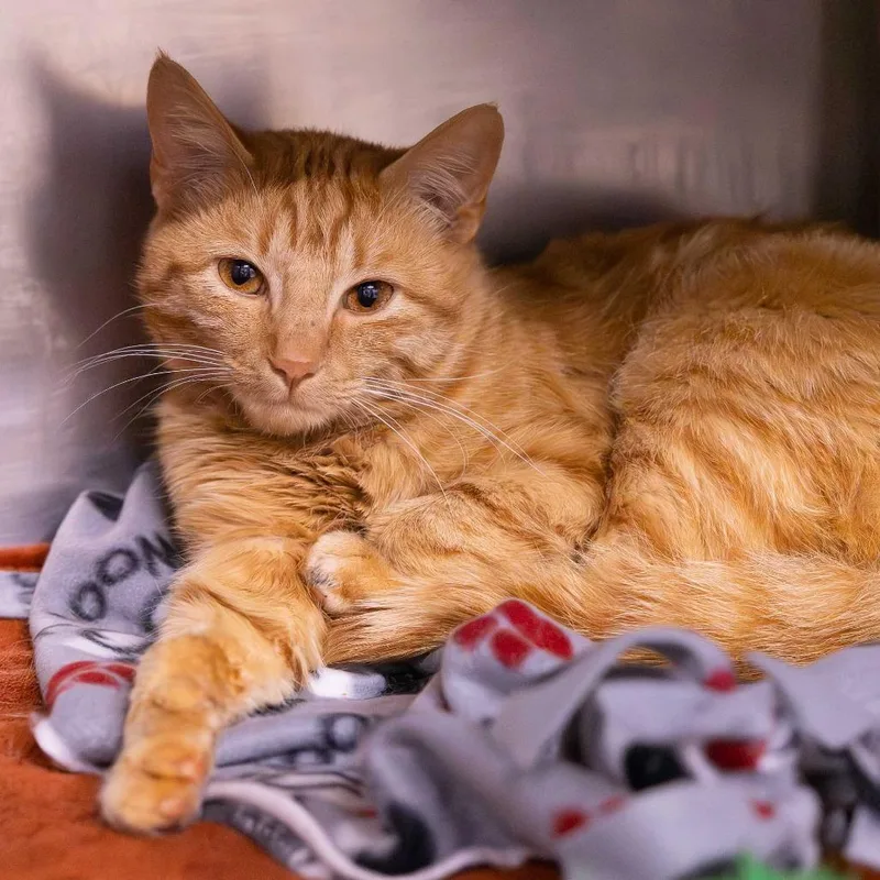 An adult medium-sized male Orange / Red Domestic Short Hair cat named Rusty for adoption in Mentor, OH