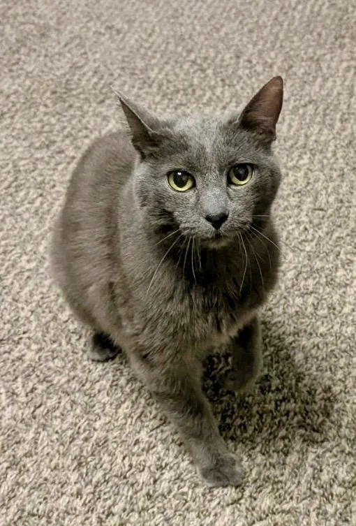 A senior medium-sized female Domestic Short Hair cat named Mouse for adoption in Ogden, UT
