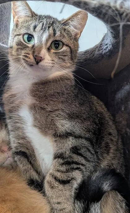 An adult medium-sized male Domestic Short Hair cat named Dapper for adoption in Shawano, WI