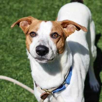 An adult medium-sized male White / Cream Jack Russell Terrier dog named Jackie Jr. for adoption in Atlanta, GA