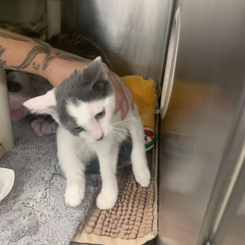 A baby small-sized female White Domestic Medium Hair cat named Dotty for adoption in West Palm Beach, FL