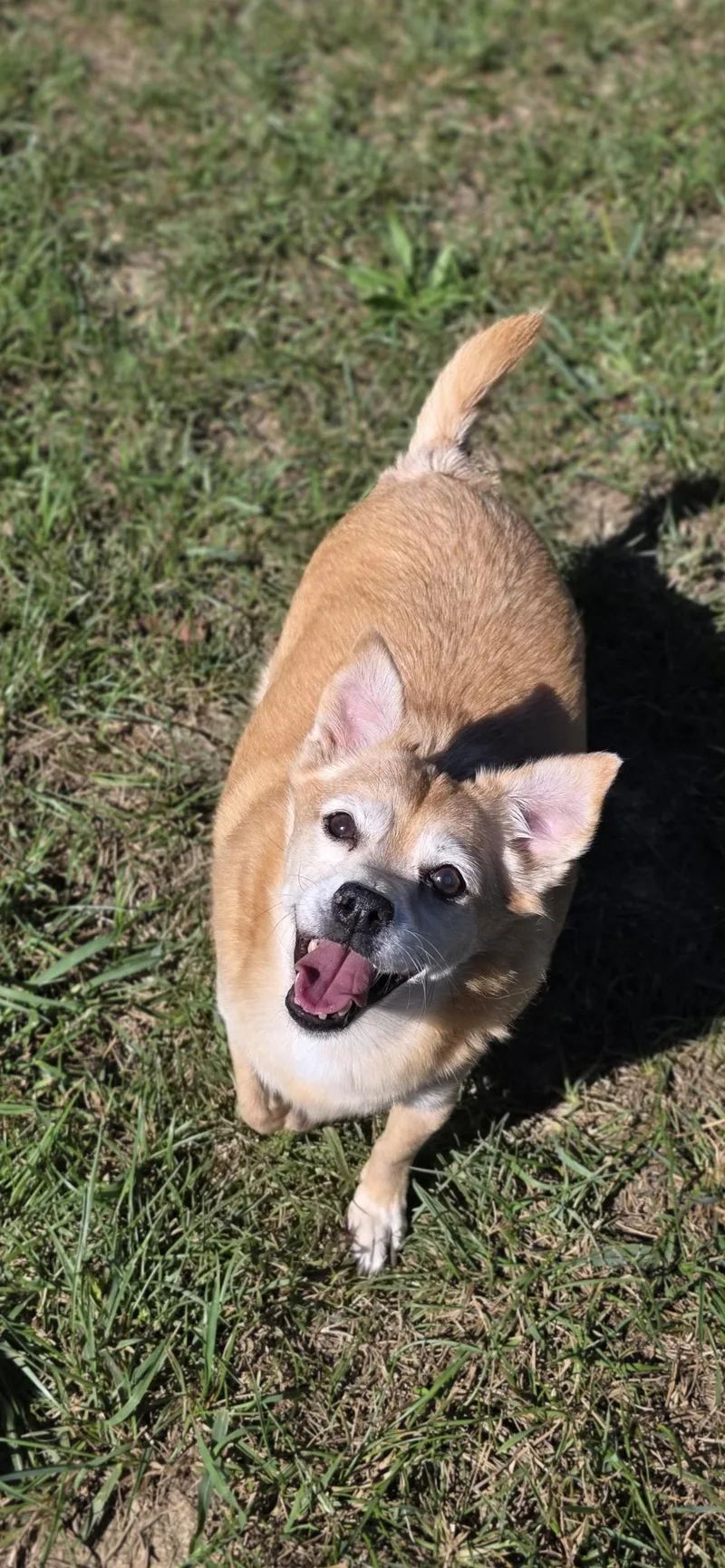 A senior small-sized male Chihuahua dog named Max for adoption in Shepherdsville, KY