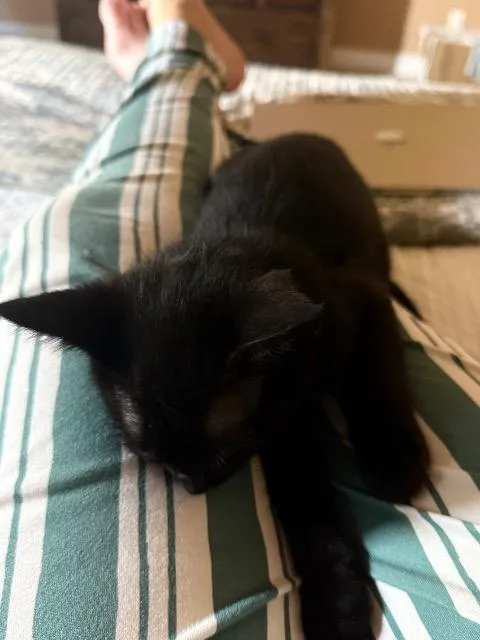 A baby medium-sized male Siamese cat named Dennis for adoption in New Braunfels, TX