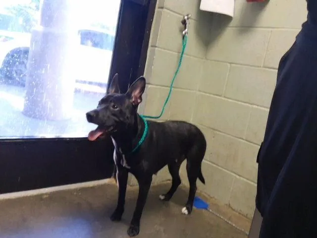 A young medium-sized female Pit Bull Terrier dog named Tandy for adoption in Tulsa, OK