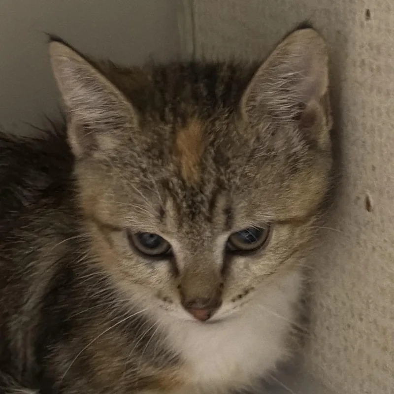A baby small-sized female Calico Domestic Short Hair cat named Cali for adoption in Yuma, AZ