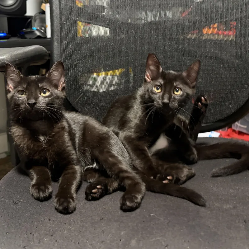A baby small-sized male Black Domestic Short Hair cat named Poblano and Cayenne for adoption in New Britain, CT