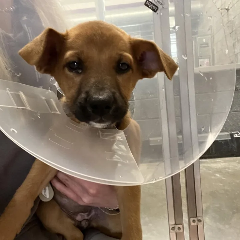 A baby medium-sized female Brown / Chocolate Labrador Retriever dog named Raya for adoption in Wilmington, DE