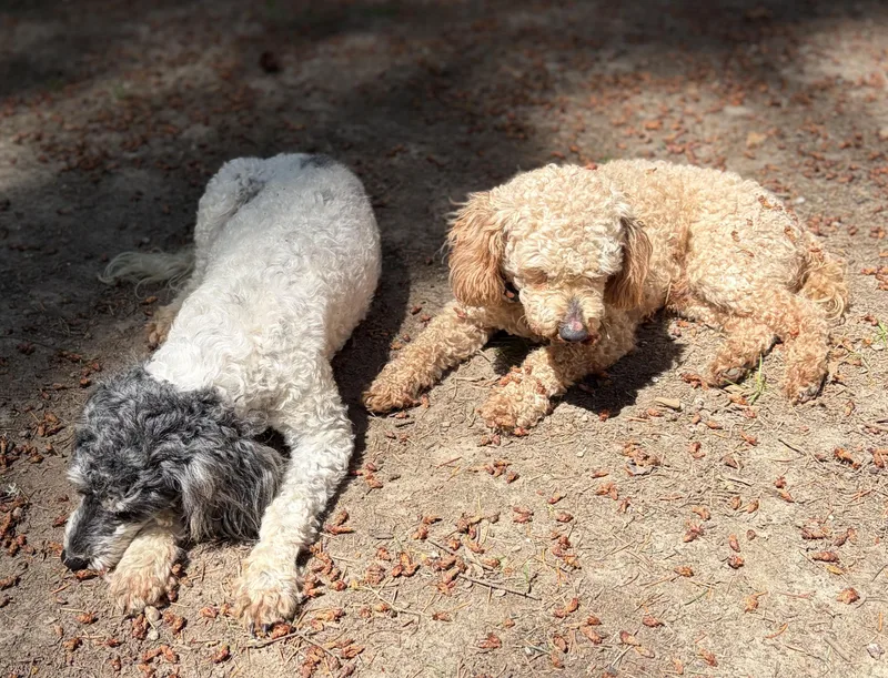 An adult small-sized male Golden Poodle (Toy) dog named Georgie for adoption in Puyallup, WA