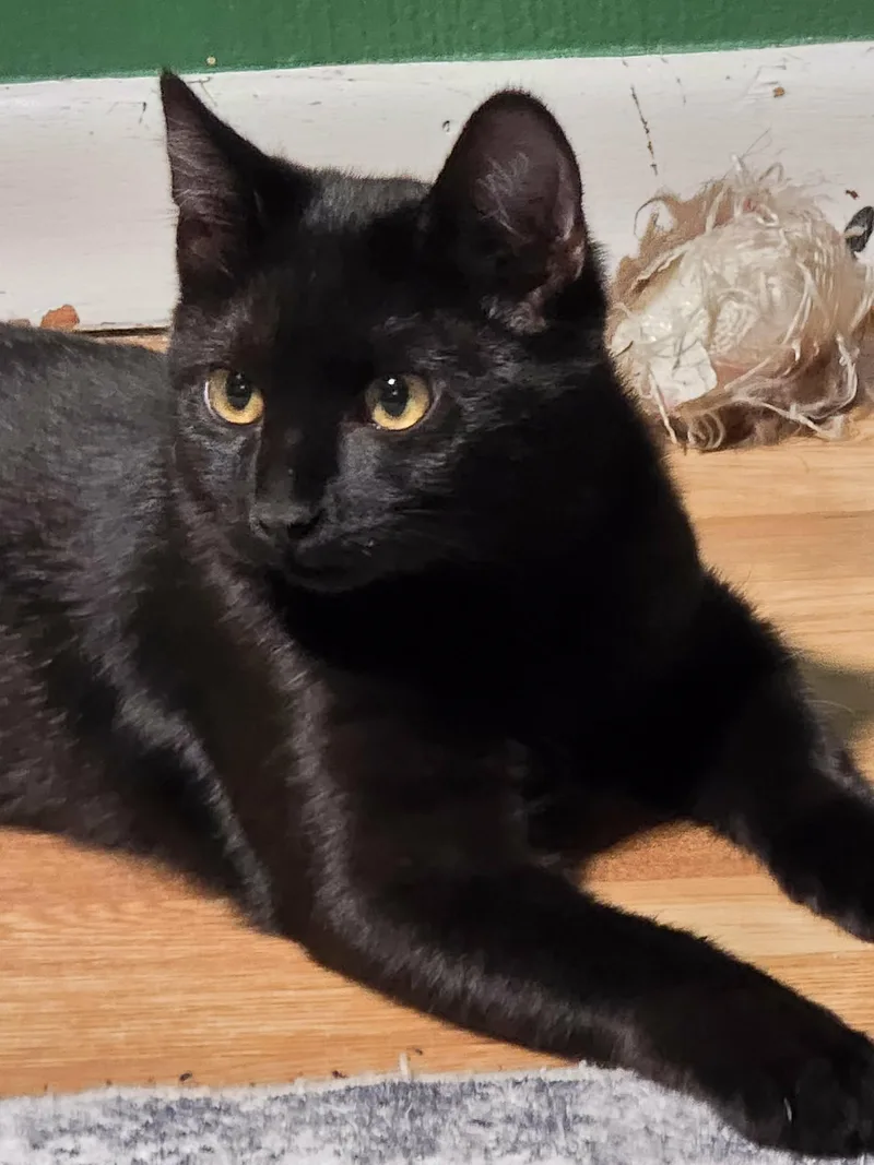 A baby medium-sized female Black Domestic Short Hair cat named Peanut Butter for adoption in West Richland, WA