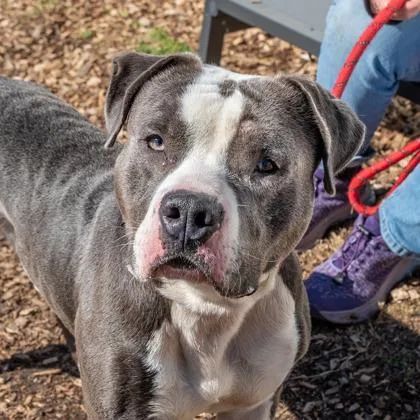 An adult large-sized male Mixed Breed dog named Pitts for adoption in Chamblee, GA