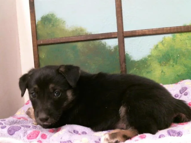 A baby small-sized male German Shepherd Dog dog named Jazz for adoption in Houston, TX