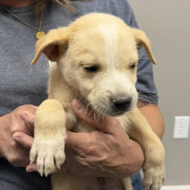 A baby medium-sized male Yellow / Tan / Blond / Fawn Mixed Breed dog named Aston for adoption in Midland, TX