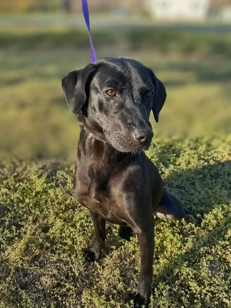An adult medium-sized female Black Mixed Breed dog named Covee Wren for adoption in Milton, DE