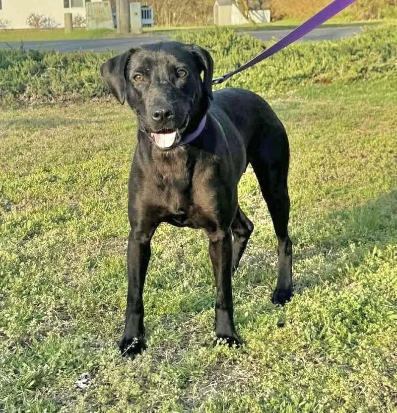 Covee Wren thumbnail 2