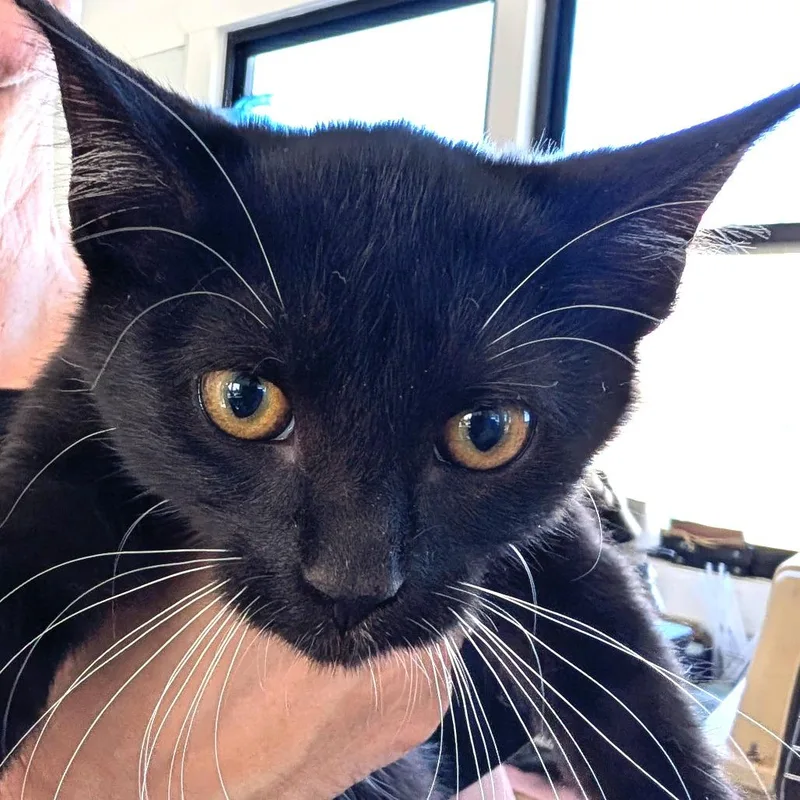 A baby small-sized male Black Domestic Short Hair cat named Oogie for adoption in Chapel Hill, NC