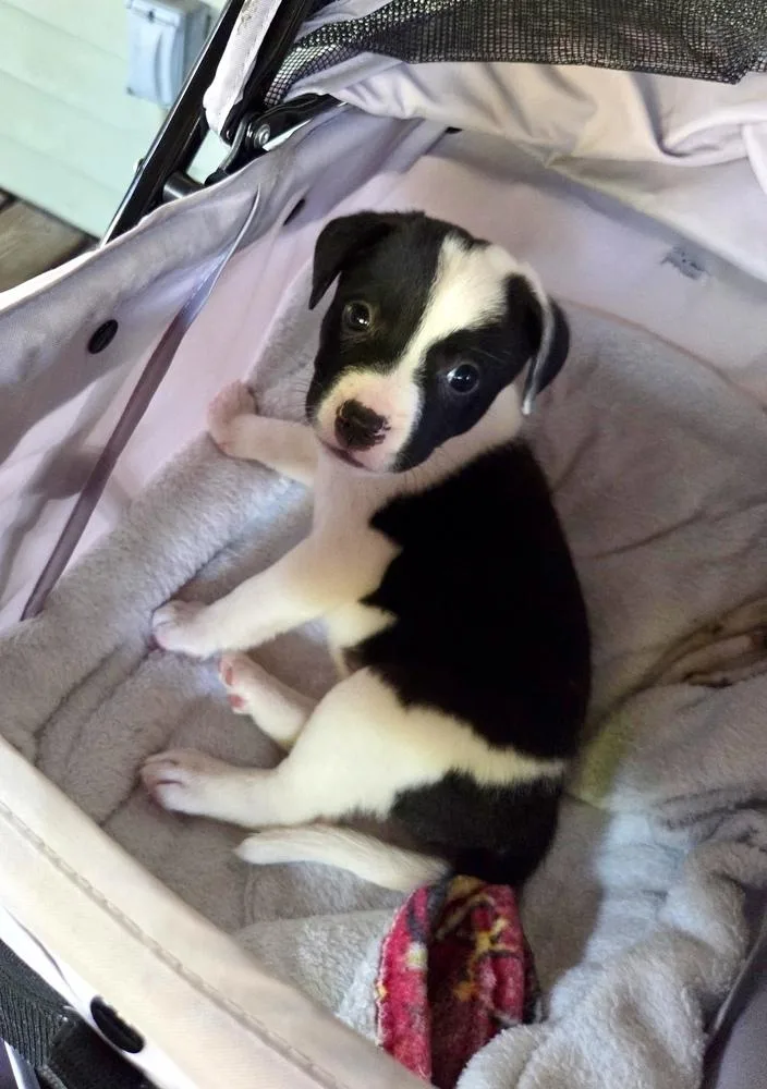 A baby large-sized female Tricolor (Brown, Black, & White) Labrador Retriever dog named Puzzle for adoption in Greenlawn, NY