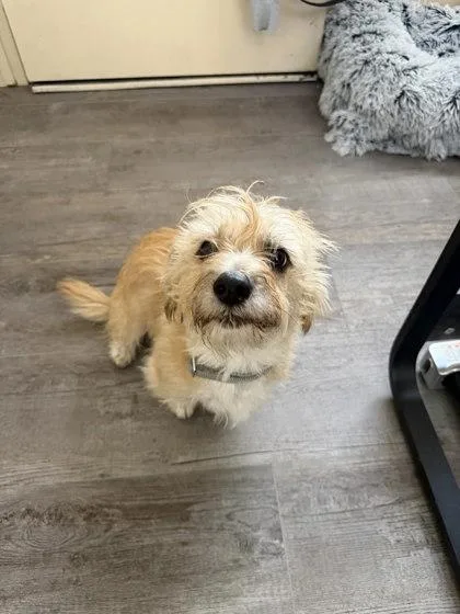 An adult small-sized male Cairn Terrier dog named Dexter for adoption in Redmond, OR