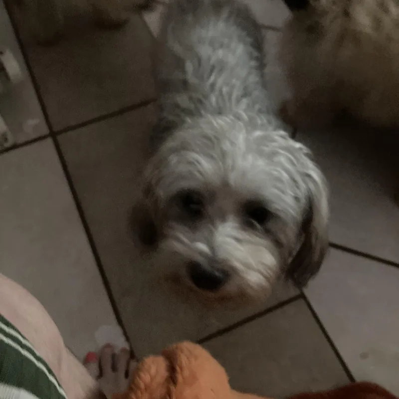 An adult small-sized female Gray / Blue / Silver Poodle dog named Bambi for adoption in Moreno Valley, CA