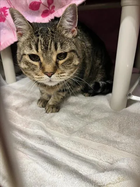 An adult large-sized female Domestic Short Hair cat named Weathers for adoption in Derwood, MD