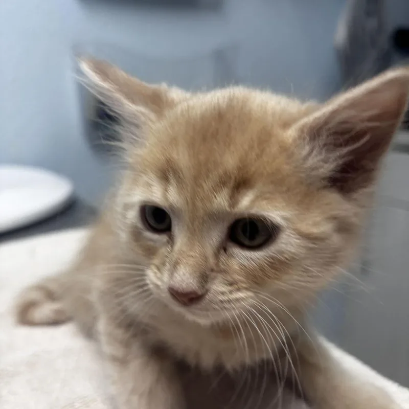 A baby small-sized male Domestic Medium Hair cat named Kit Kat for adoption in Riverside, CA