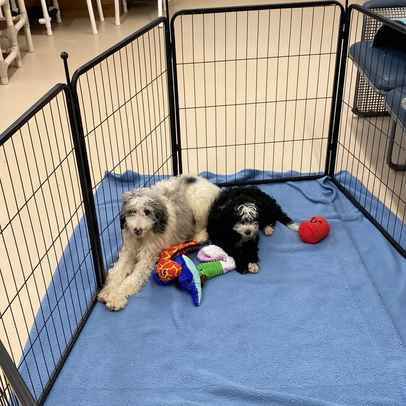A baby small-sized female Black Poodle dog named Squeak for adoption in Delaware, OH