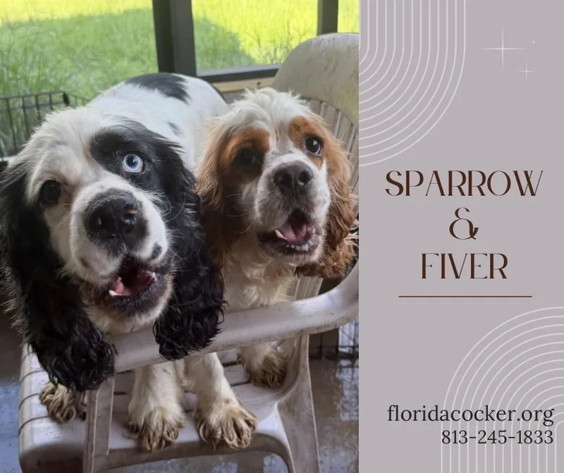 An adult small-sized male Cocker Spaniel dog named Sparrow and Fiver for adoption in Land O Lakes, FL