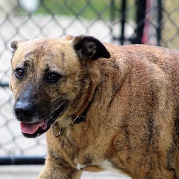 A senior large-sized female Mountain Cur dog named Molly for adoption in Indianapolis, IN