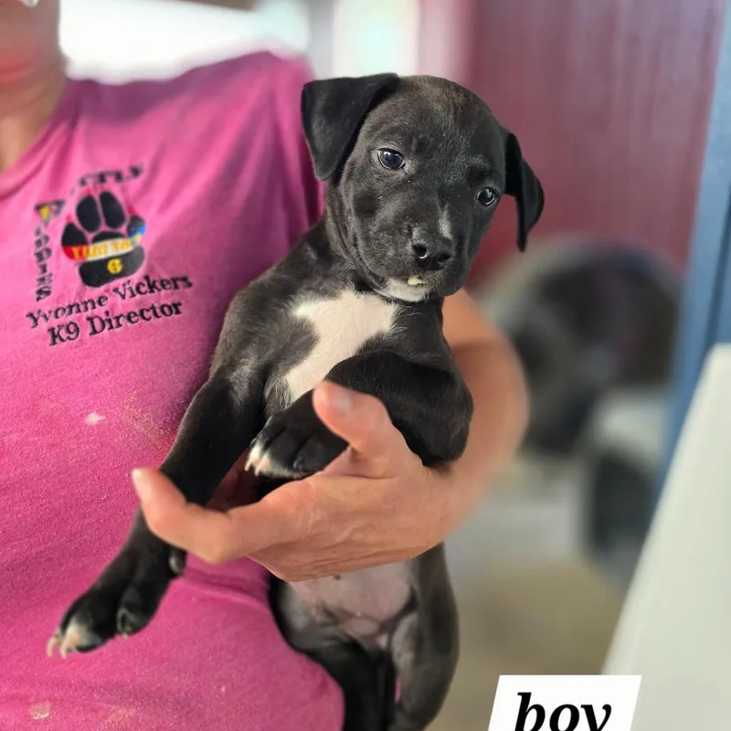 A baby small-sized male Gray / Blue / Silver Mixed Breed dog named Frodo for adoption in Hinesville, GA