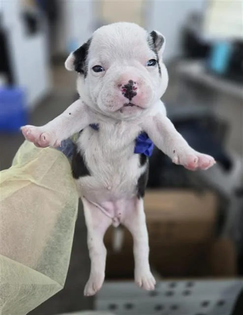 A baby large-sized female Mixed Breed dog named Merlot for adoption in Dallas, TX