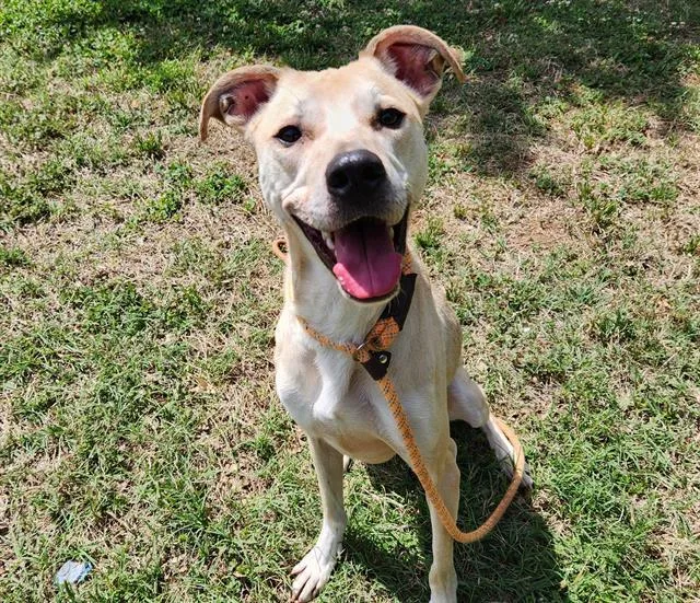 An adult large-sized male German Shepherd Dog dog named Jericho for adoption in Charlotte, NC