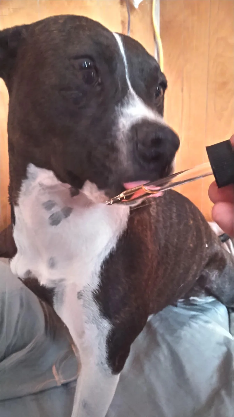 Scarlett thumbnail 2