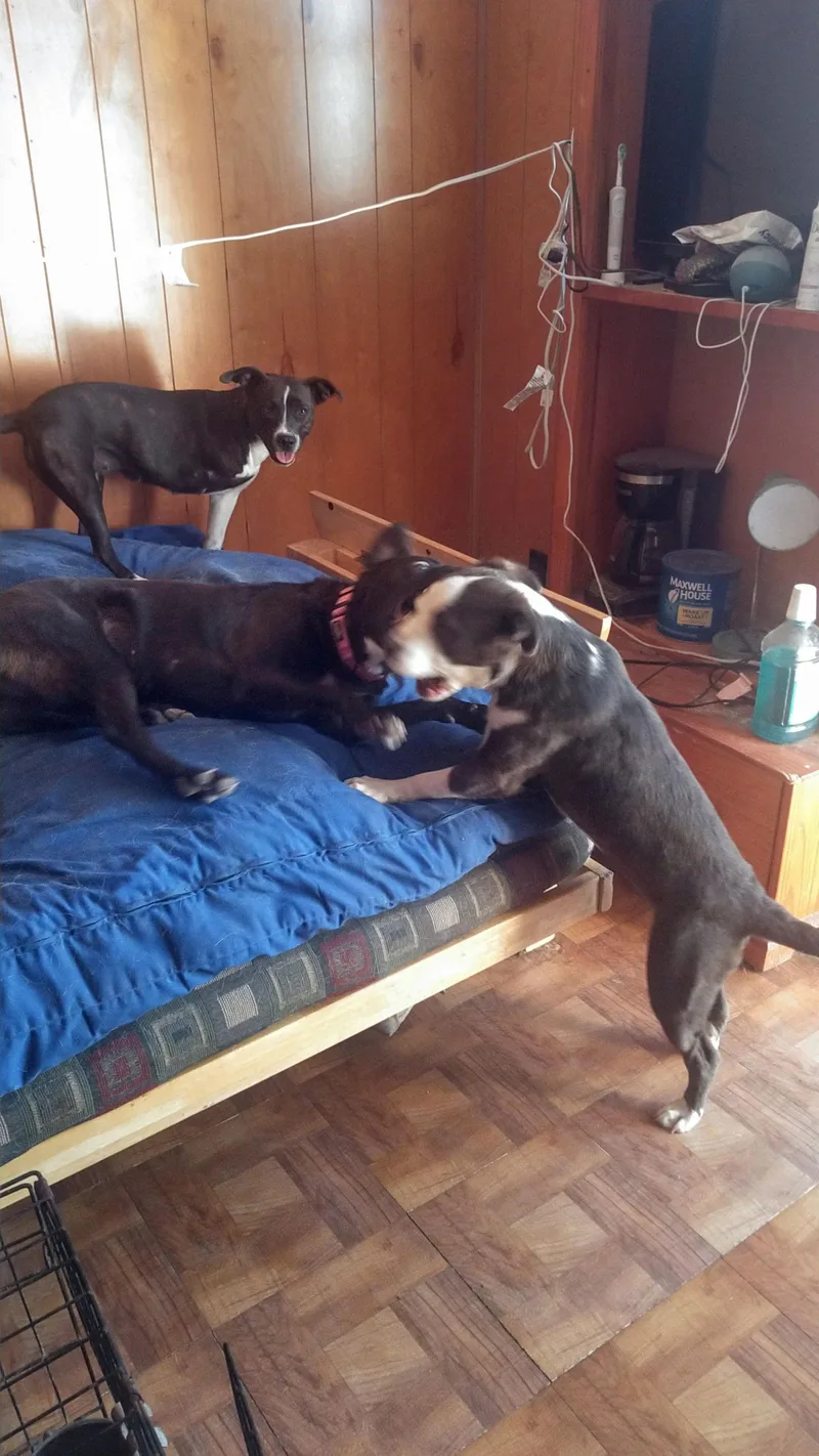 Scarlett thumbnail 3