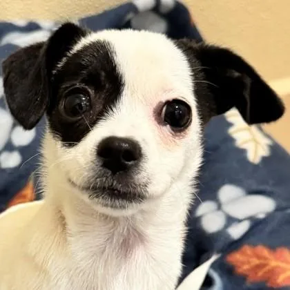 A baby small-sized female Mixed Breed dog named Pookie for adoption in Pleasanton, CA