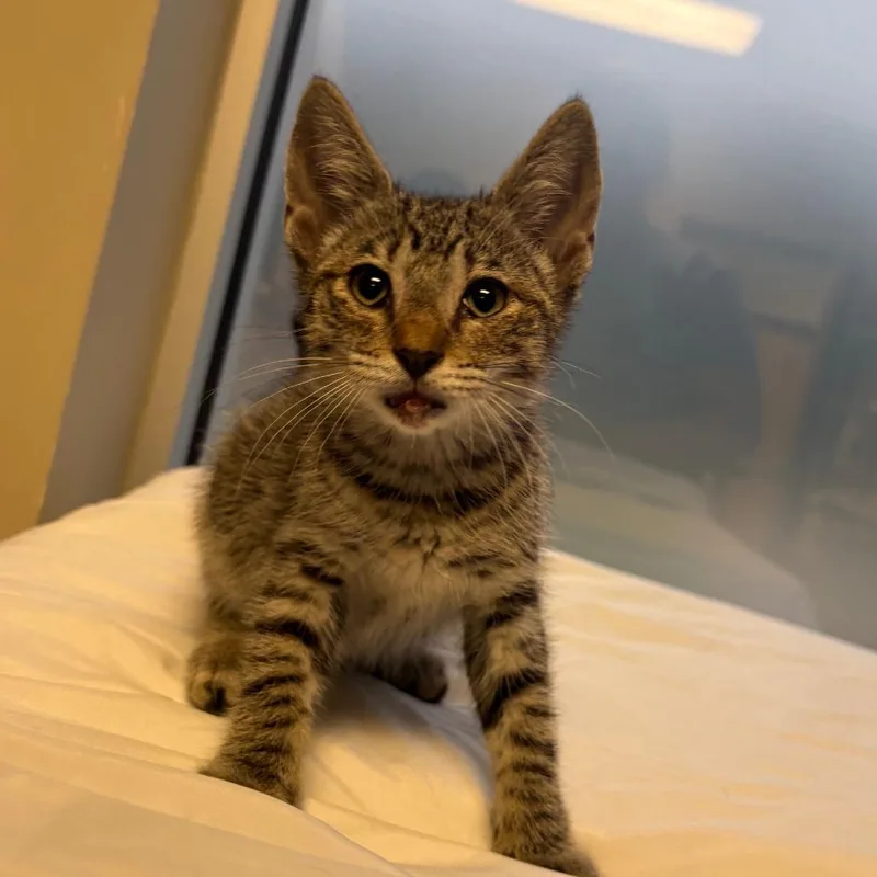 A baby small-sized male Brown / Chocolate Domestic Short Hair cat named Diego U for adoption in Tupelo, MS