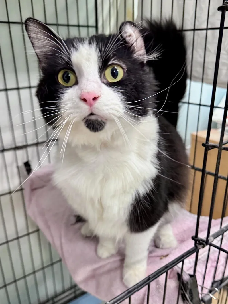 An adult medium-sized female Black & White / Tuxedo Domestic Long Hair cat named Poptart for adoption in Scottsburg, IN