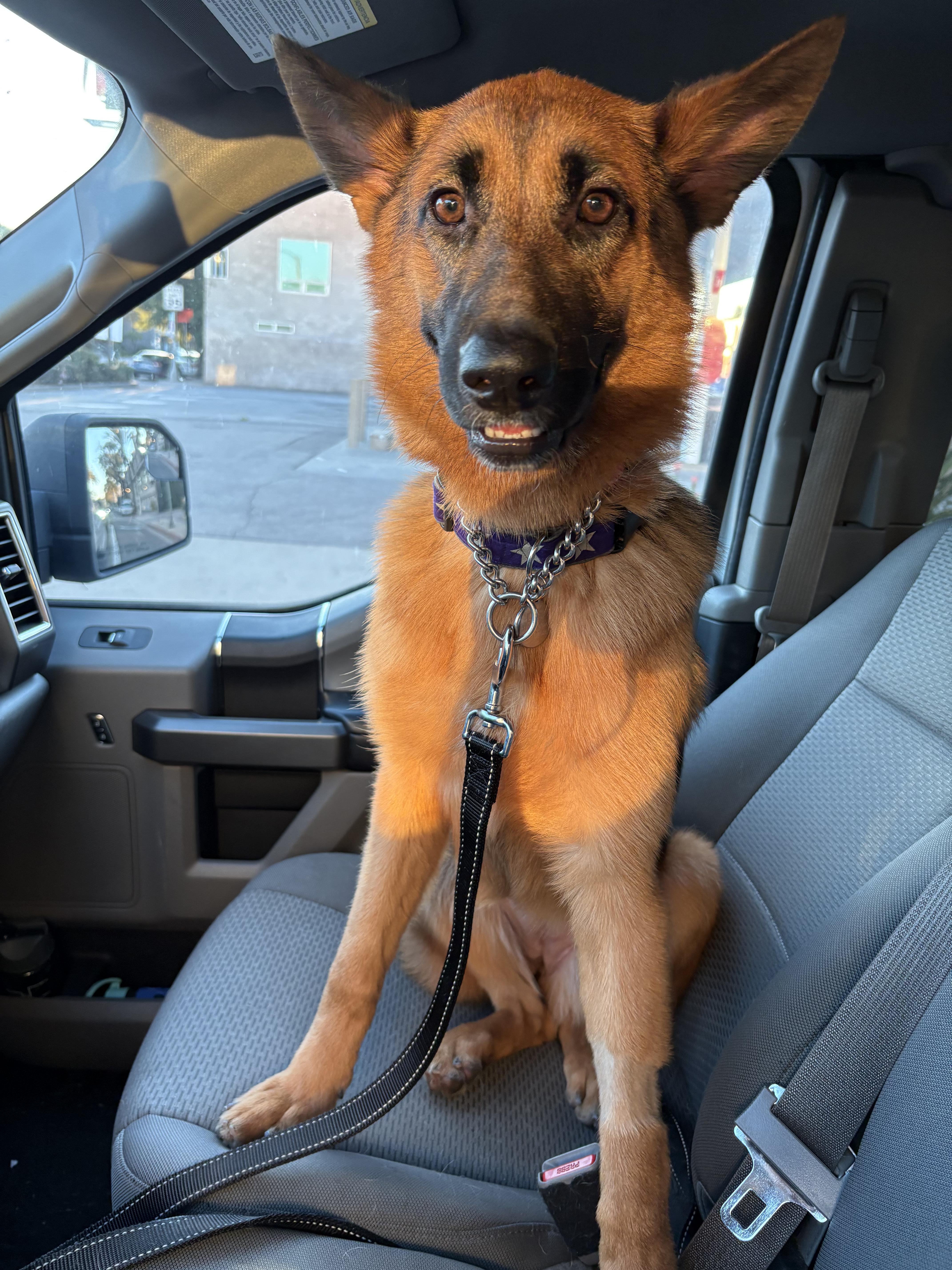 A young medium-sized female Black German Shepherd Dog dog named Lark for adoption in Burbank, CA