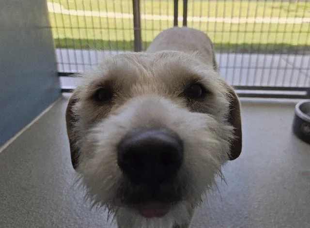 A young small-sized female White / Cream Miniature Schnauzer dog named Ruby for adoption in San Clemente, CA