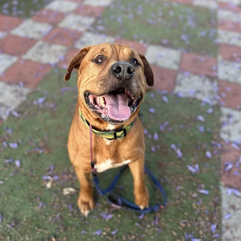 An adult large-sized male Red / Chestnut / Orange Bullmastiff dog named Boss for adoption in Huntington Beach, CA