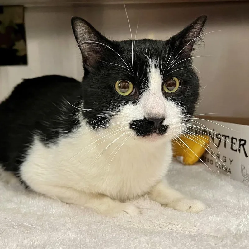 An adult small-sized male Black Domestic Short Hair cat named Bert for adoption in Frederick, MD